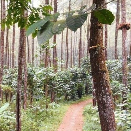 Agroforestri Kopi Robusta di daerah Gunung Gumitir, Jawa Timur