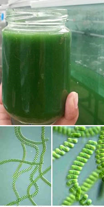 Komposisi media pembiakan Spirulina Platensis yang mengandung serum lateks dengan penambahan nutrisi