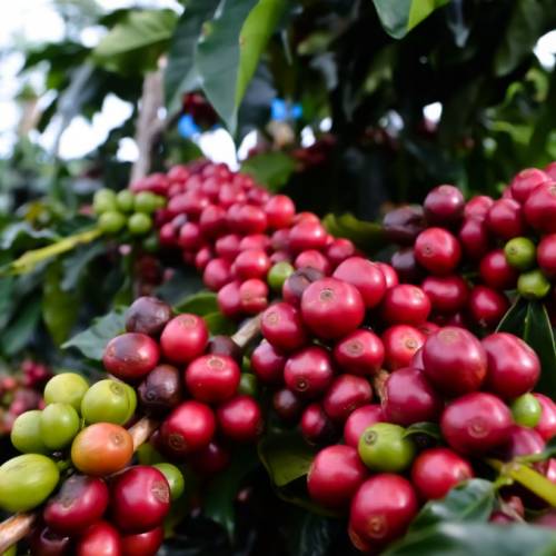 Teknologi Pengolahan Kopi Arabika Dataran Menengah dan Diversifikasi Produknya