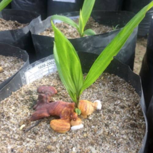 PengendalianTerpadu berbasis Tanaman Tahan Ganoderma