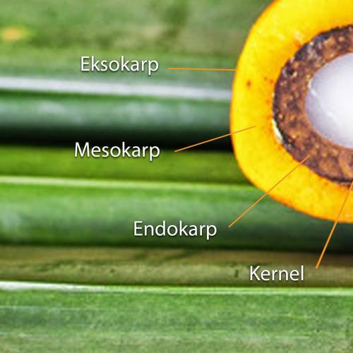 Pengembangan Produk Kosmetik dari Kelapa Sawit