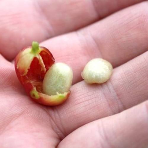 Limbah Kulit Kopi sebagai Sumber Bahan Pangan dan Minuman Alternatif